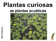 Plantas curiosas. As plantas acuáticas